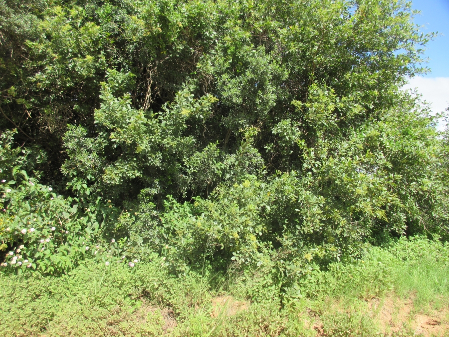 0 Bedroom Property for Sale in Bathurst Eastern Cape